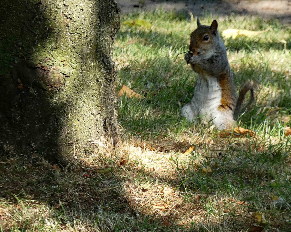 Another squirrel